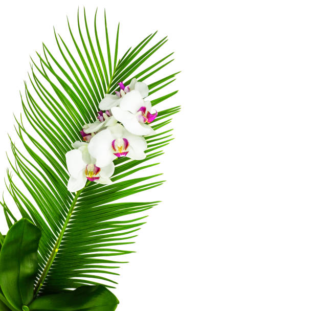 close-up of a blossom of an orchid