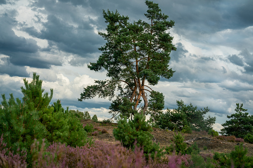 Scenic panorama of a german heather landscape in autumn with purple flowering erica plants, pine trees and a dramatic cloudy sky