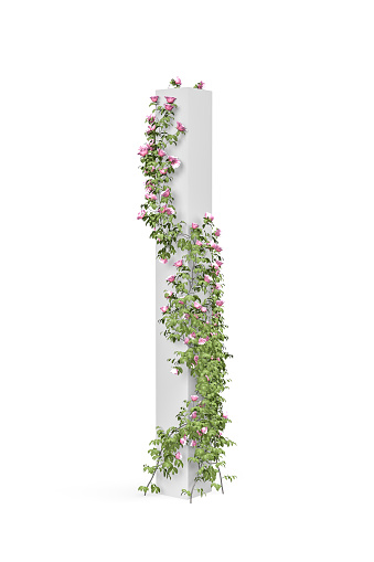 Pink roses with branches wrapped around a vertical square pole - beautiful roses climbing on the pole - isolated on white background - 3d render