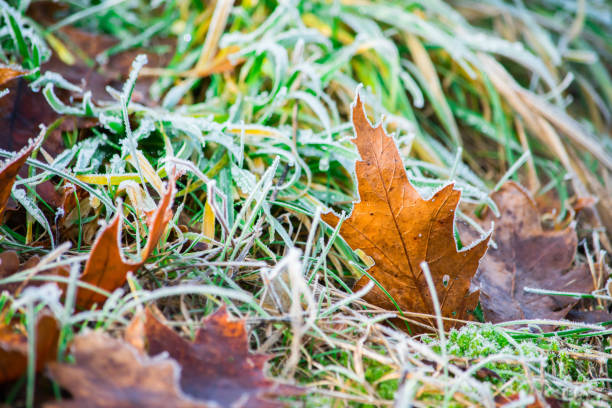 istock Frozen nature with leaves. Blue winter background. 1269915059