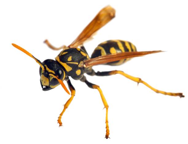 istock wasp or German yellowjacket isolated on white background 1269915753
