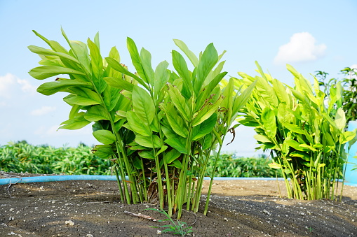 Green Plant of galangal healthy medical in Farm