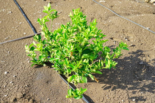 Lime on a tree plant