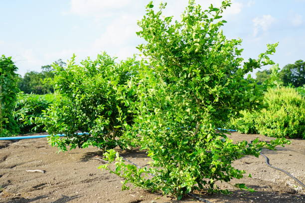 Lime on a tree plant