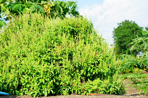 Green Holy basil or Sacred basil in organic garden in nature background