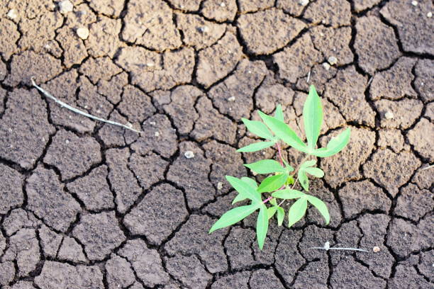 istock Green small Cassava plan in nature 1269917997