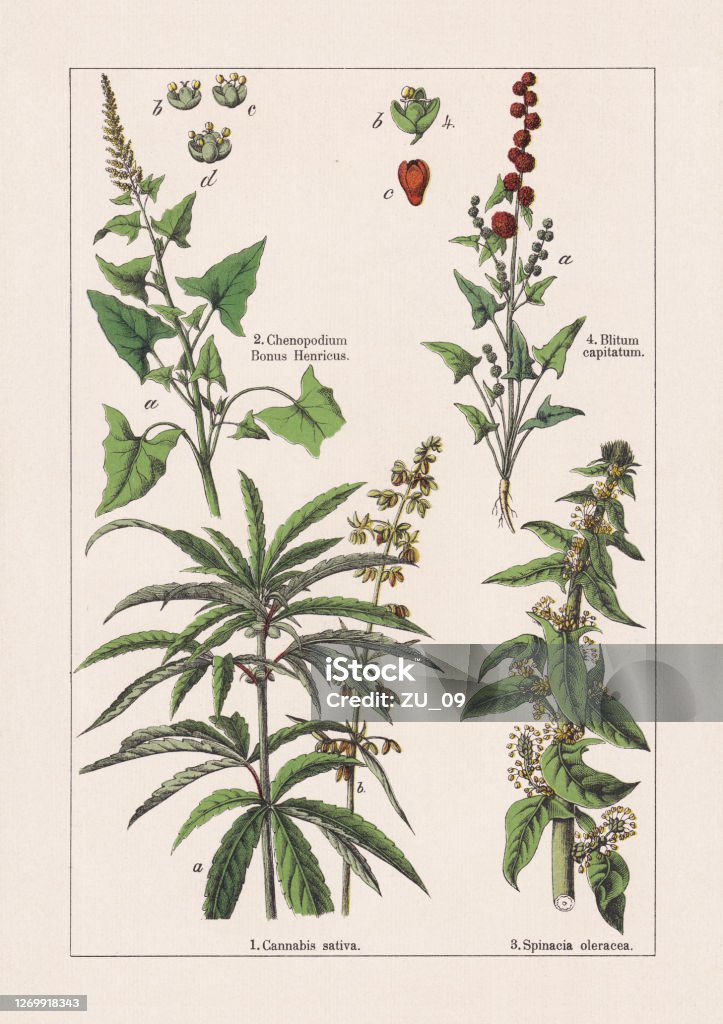 Magnoliids, chromolithograph, published in 1895 Magnoliids: 1) Cannabis sativa, a-female stem tip, b-male flower panicle; 2) Markery (Blitum bonus-henricus, or Chenopodium bonus-henricus), a-plant tip, b - d- blossoms; 3) Spinach (Spinacia oleracea); 4) Strawberry blite (Blitum capitatum), b - c-blossoms.  Chromolithograph, published in 1895. Illustration stock illustration