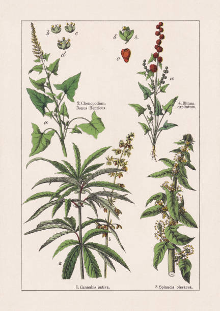 Magnoliids, chromolithograph, published in 1895 Magnoliids: 1) Cannabis sativa, a-female stem tip, b-male flower panicle; 2) Markery (Blitum bonus-henricus, or Chenopodium bonus-henricus), a-plant tip, b - d- blossoms; 3) Spinach (Spinacia oleracea); 4) Strawberry blite (Blitum capitatum), b - c-blossoms. Chromolithograph, published in 1895. cannabis-sativa stock illustrations