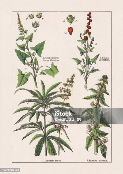 Magnoliids Chromolithograph Published In 1895 Stock Illustration - Download Image Now - Illustration, Botany, Engraving