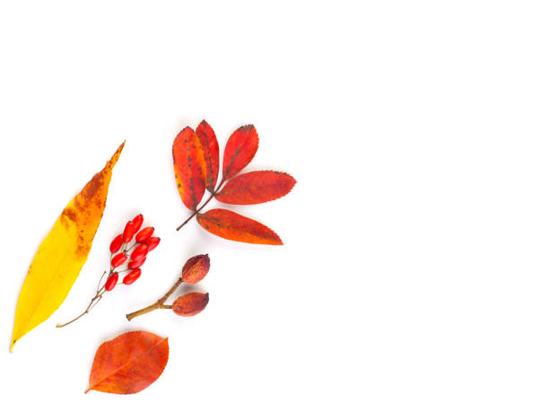 istock Autumn red and yellow leaves isolated on white background, vivid fall border 1269920831