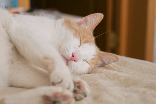 istock portrait of cute red and white sleeping cat 1269920851