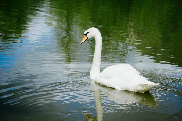 istock beautiful white swan swimming on a lake 1269920907
