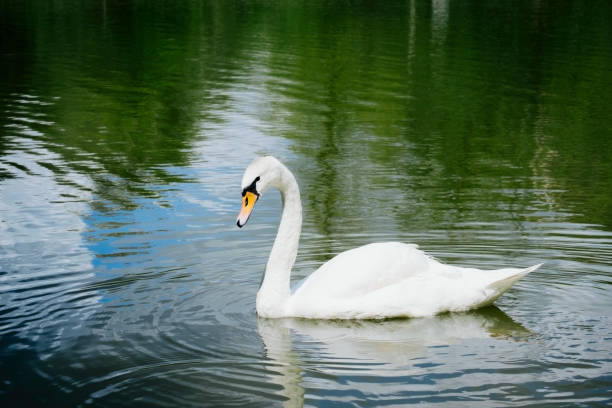 istock beautiful white swan swimming on a lake 1269920949
