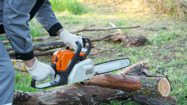 istock Close-up of sawing a dry log with a chainsaw 1269923229