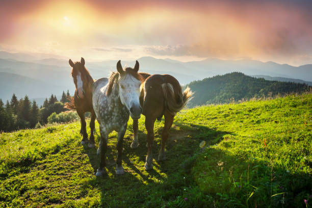 istock Horses in the Carpathians 1269923265