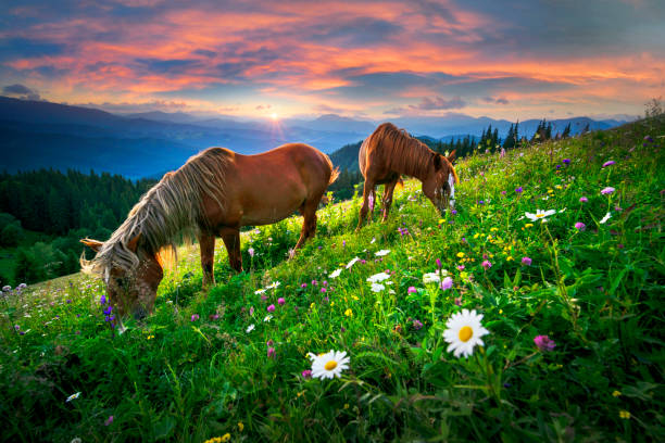 Wild horses like mustangs graze on clean alpine meadows. Blooming meadows against the backdrop of beautiful forest peaks, the sun is setting, a warm summer evening