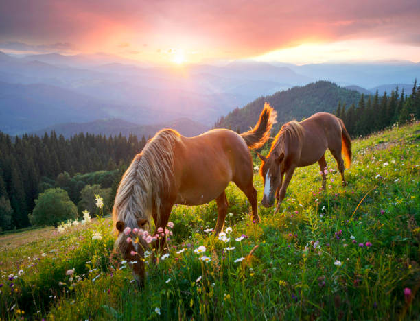 istock Horses in the Carpathians 1269923384