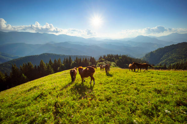 istock Horses in the Carpathians 1269923457