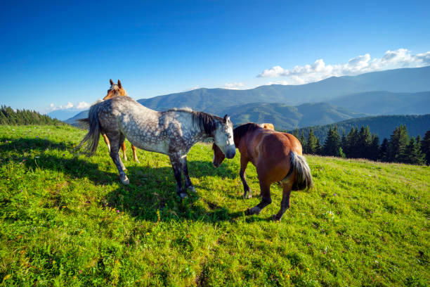 istock Horses in the Carpathians 1269924562