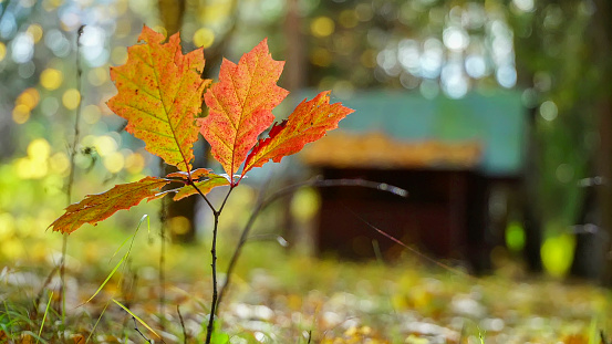 Autumn yellowand red leaf young oak in background old forest. Hunting hut with yellow fallen leaves on roof. Web vibrates and shines. Leaves fall from trees in old park Low angle view selective focus
