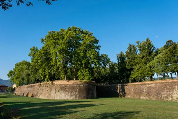 Lucca in Tuscany, Italy: row of trees and green grass along the road and the brick walls, the old defensive ramparts, now a pedestrian promenade under the blue sky.