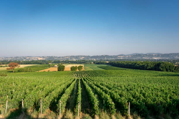 istock Nice vineyard in Tuscany, Italy 1269924781