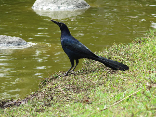 istock Great-tailed grackle or Mexican grackle (Quiscalus mexicanus) 1269924796