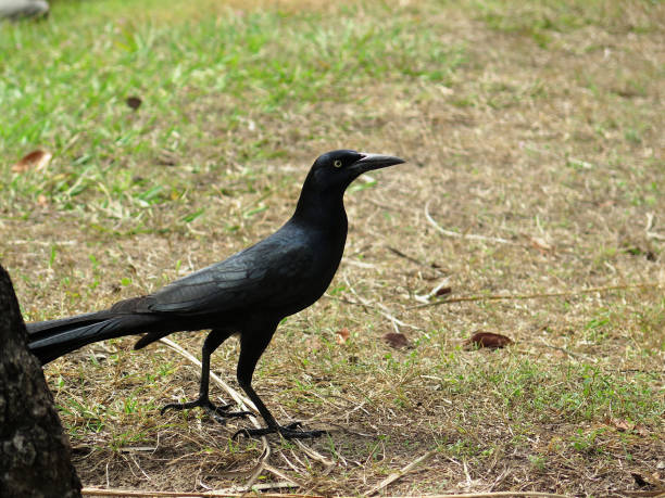 istock Great-tailed grackle or Mexican grackle (Quiscalus mexicanus) 1269925279