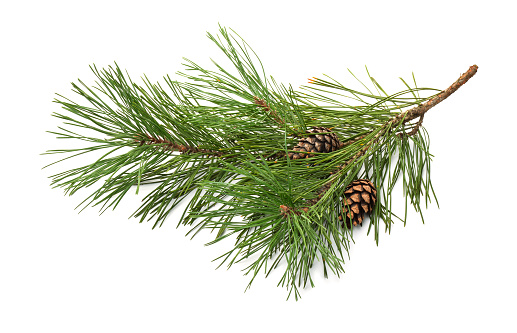 A light dusting of snow on a Christmas tree branch