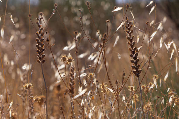 istock Field vegetation with some yellow spikes in the foreground 1269926820
