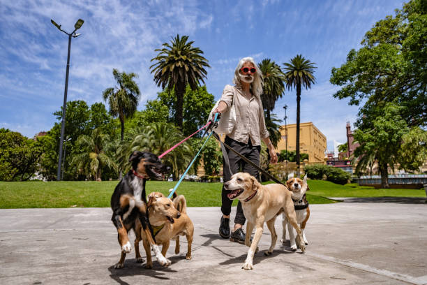 istock Good looking mature dog walker 1269926980