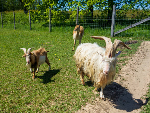 istock Two goats with young alpaca in background. 1269927155