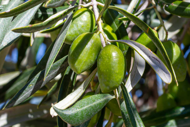 istock Olive branch with 3 green olives with leaves 1269928212