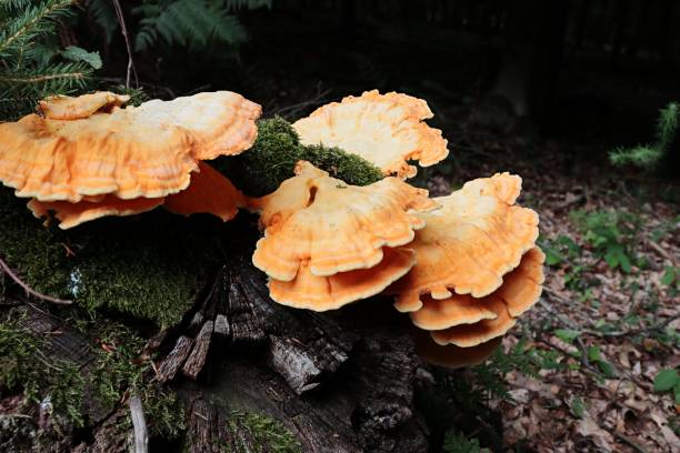 istock beautiful mushrooms on the tree trunk 1269928754