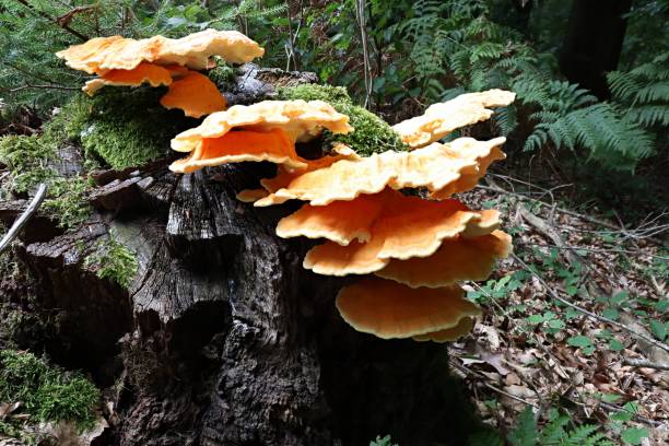 istock beautiful mushrooms on the tree trunk 1269928758