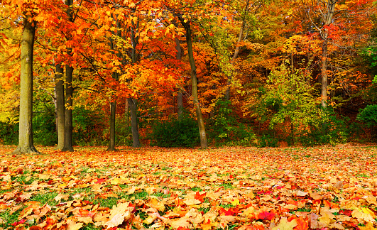 Leaves on the ground fallen from trees with yellow leaves, Spain