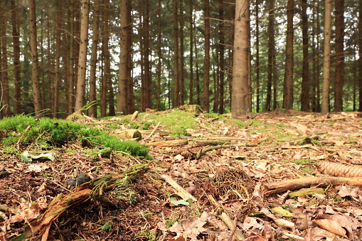 Forest floor