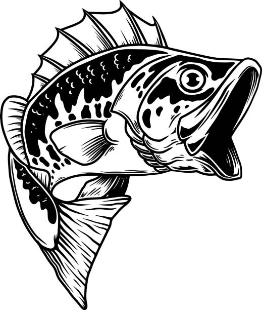 ilustrações, clipart, desenhos animados e ícones de ilustração de peixe baixo. grande poleiro. pesca de poleiro. elemento de design para emblema, placa, pôster, cartão, banner. ilustração vetorial - minnow