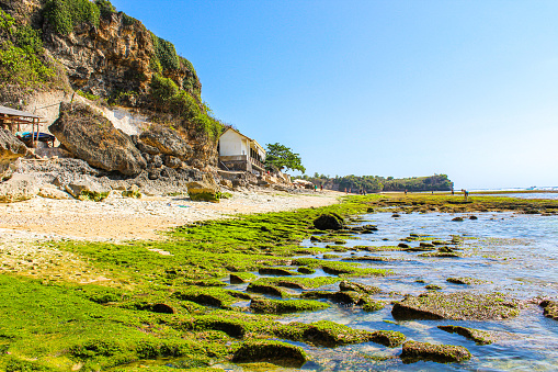 Beautiful view of  vibrant green-yellow algae the rocky shore of the Aegean Sea beach in the captivating island of Rhodes, Greece.