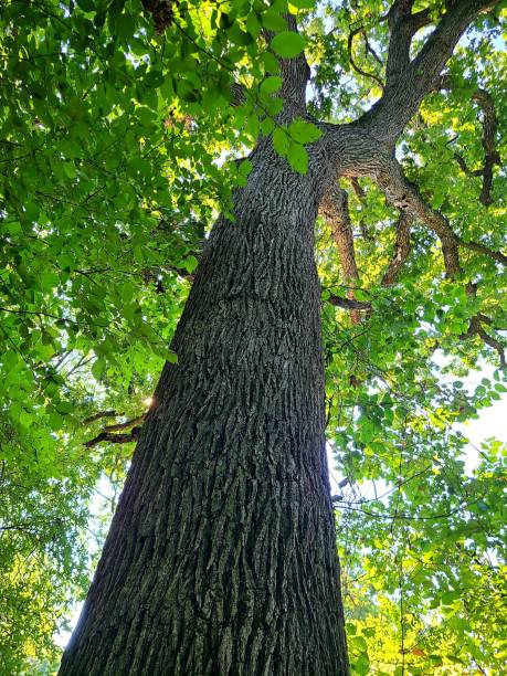 istock Burr Oak tree in city park 1269930692