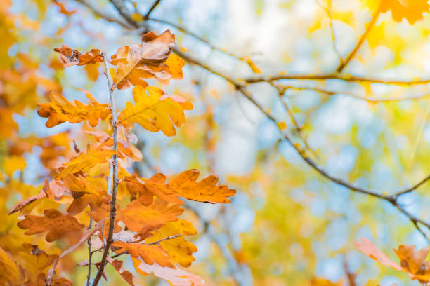 istock Colorful autumn leaves on a soft background on a sunny day 1269931416