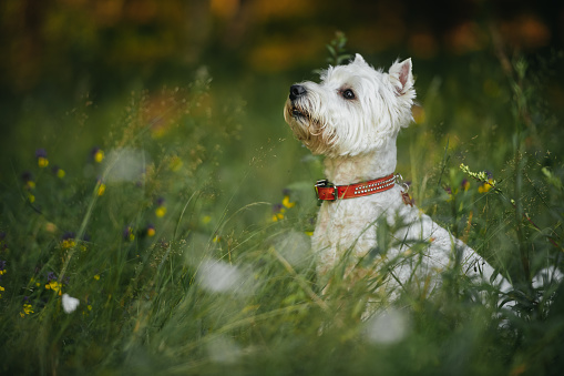 West highland white terrier dog sitting in the field