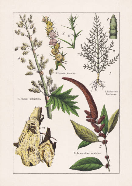 illustrazioni stock, clip art, cartoni animati e icone di tendenza di magnoliids, caryophyllales, chromolithograph, pubblicato nel 1895 - salad fruit backgrounds sharp