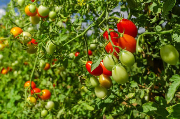 istock Tomatoes farmer, raw bush tomatos 1269932766