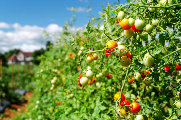 istock Bunch tomatoes bushes on the farm 1269932781