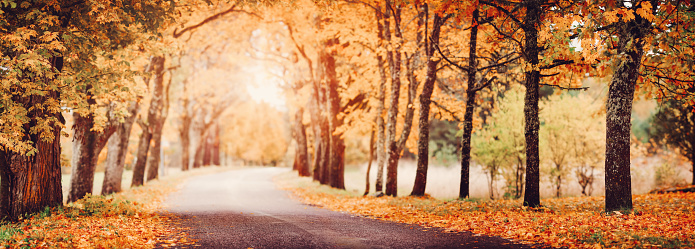 Asphalt road with beautiful trees on the sides in autumn.