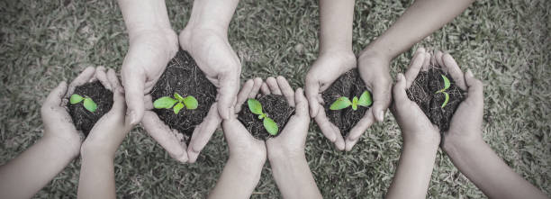 緑の草の背景の上に若い植物を保持している大人と子供の多文化の手。地球の日環境フレンドリーな調和一緒に春の黒と白のコンセプトバナー。 - holding hands teamwork gardening green ストックフォトと画像