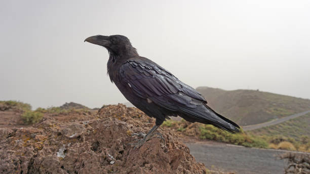 istock Black crow sitting on a rock close-up. 1269933420