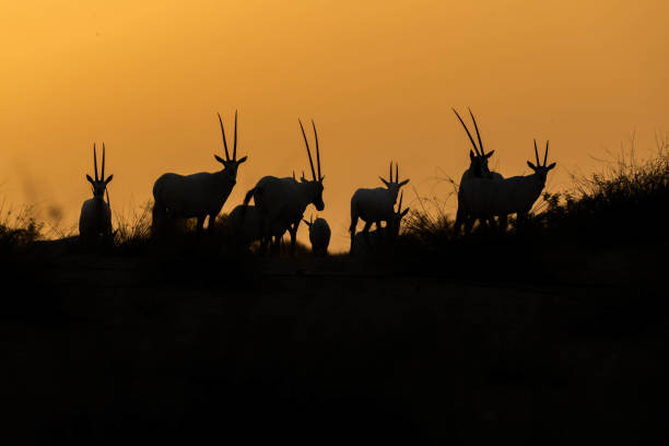 animais selvagens árabes oryx no deserto de dubai - arabian oryx - fotografias e filmes do acervo