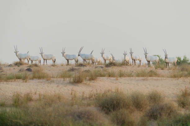 wild animal arabian oryx in dubai desert - wild abandon imagens e fotografias de stock